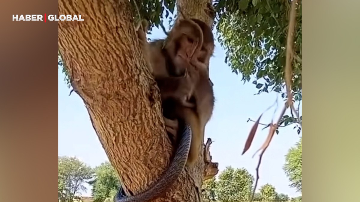 Kobrayı oyuncağa çeviren maymunun hareketi viral oldu