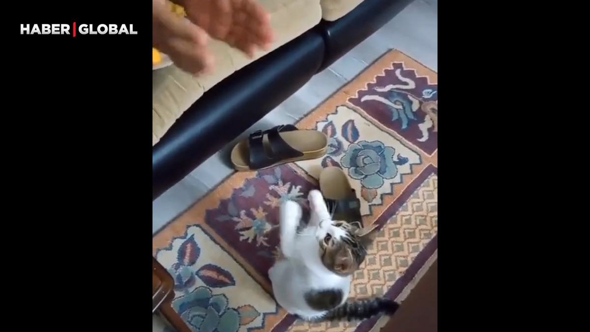 Sahibi ile birlikte tempo tutan sevimli kedi izlenme rekoru kırdı