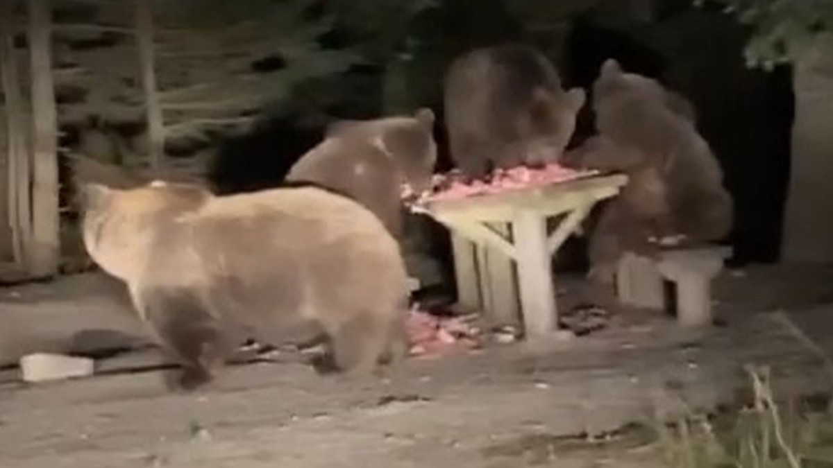 Mekan basan ayı ailesine esnaftan 'et rüşveti'