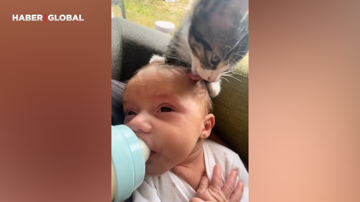 Evin bebeğini asla tek bırakmayan kedi viral oldu