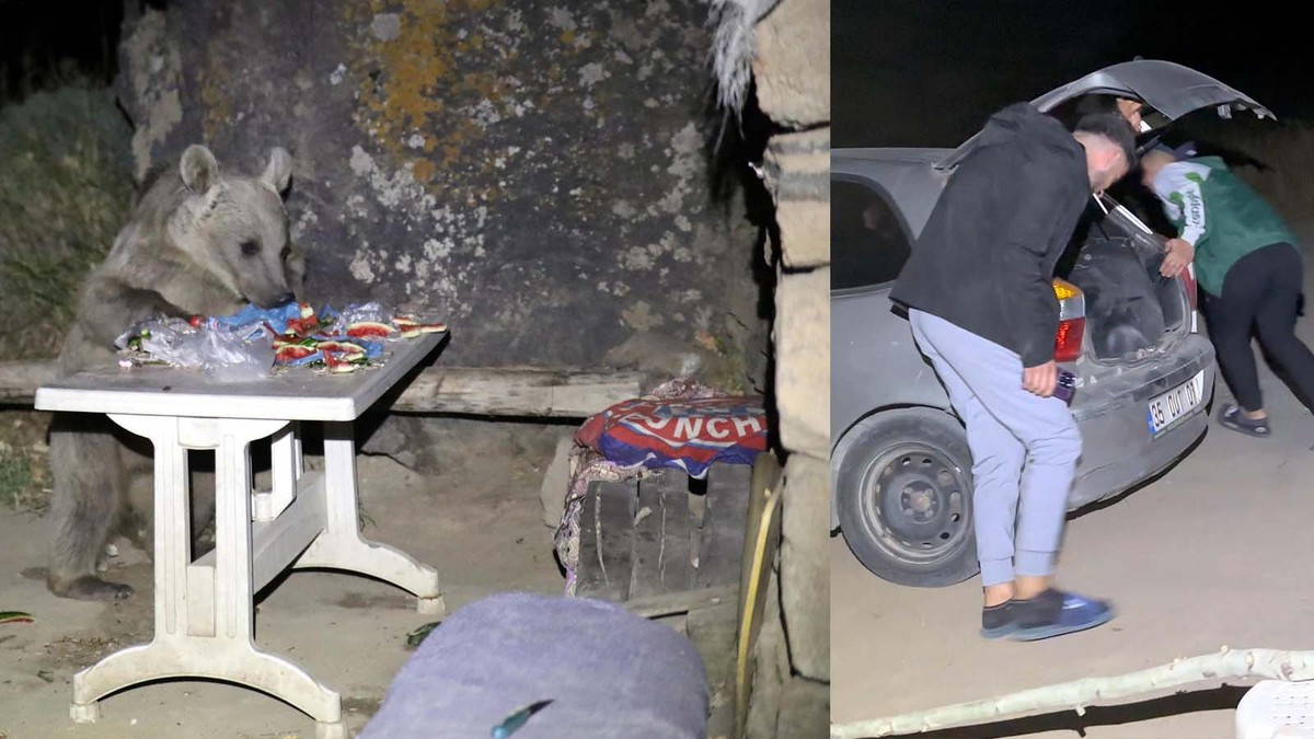 Piknik yapmaya geldiler, sofralarını ayılara bırakıp kaçtılar!