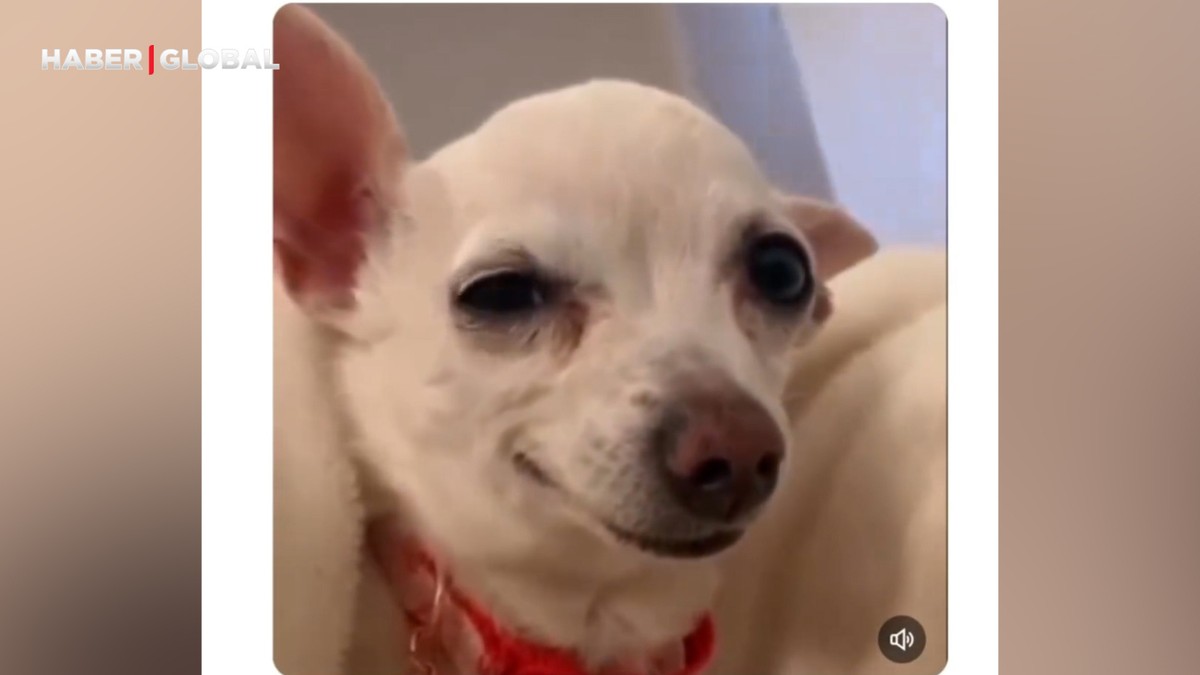 ''Köpeğimin bakışları herkesi etkiliyor'' notu ile paylaştığı anlar viral oldu