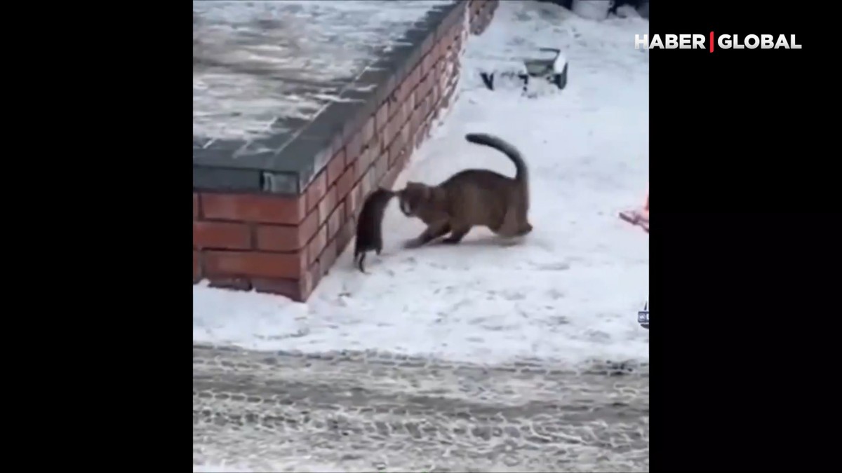 Tom ve Jerry gerçek oldu!