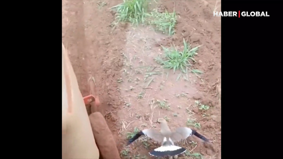 Ana yüreği işte... Yavrularını traktörden böyle korudu