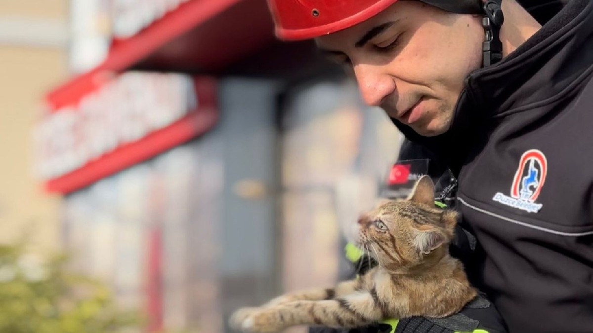 3 kedi çatıda mahsur kaldı: İtfaiye yavruları kurtardı