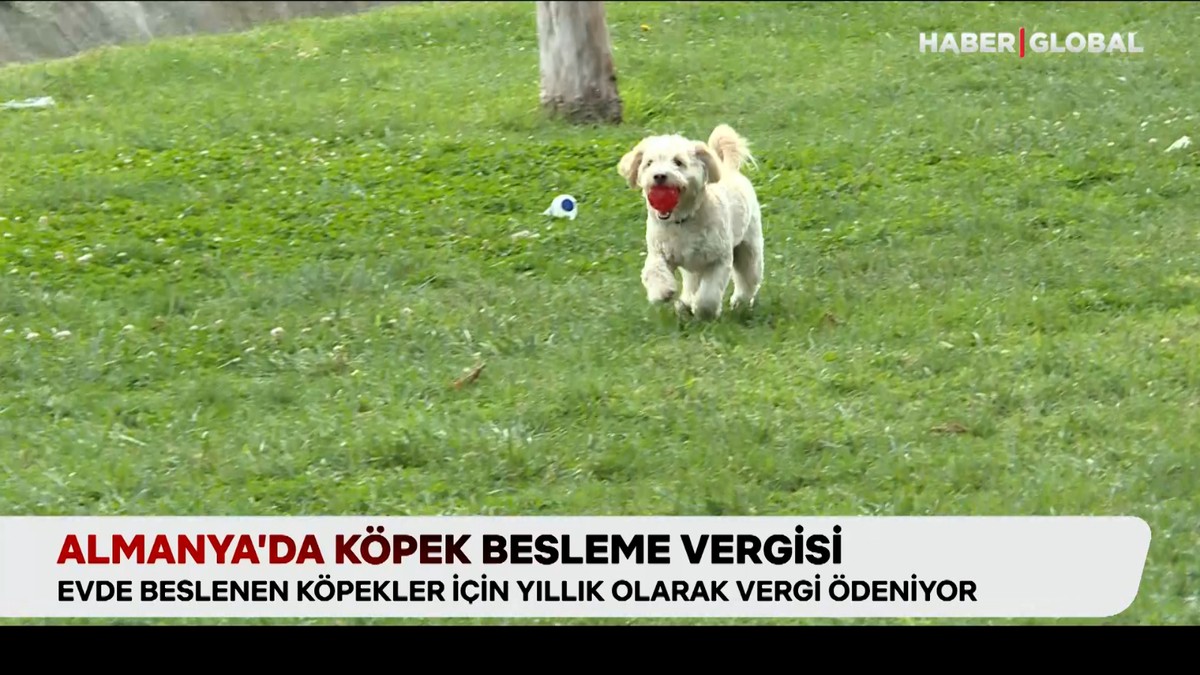 Almanya’da köpek besleme vergisi