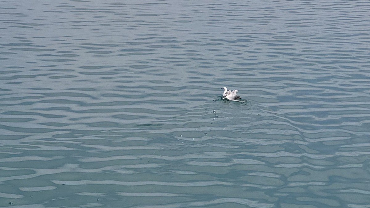 Yaralı martının imdadına tekne çalışanı yetişti