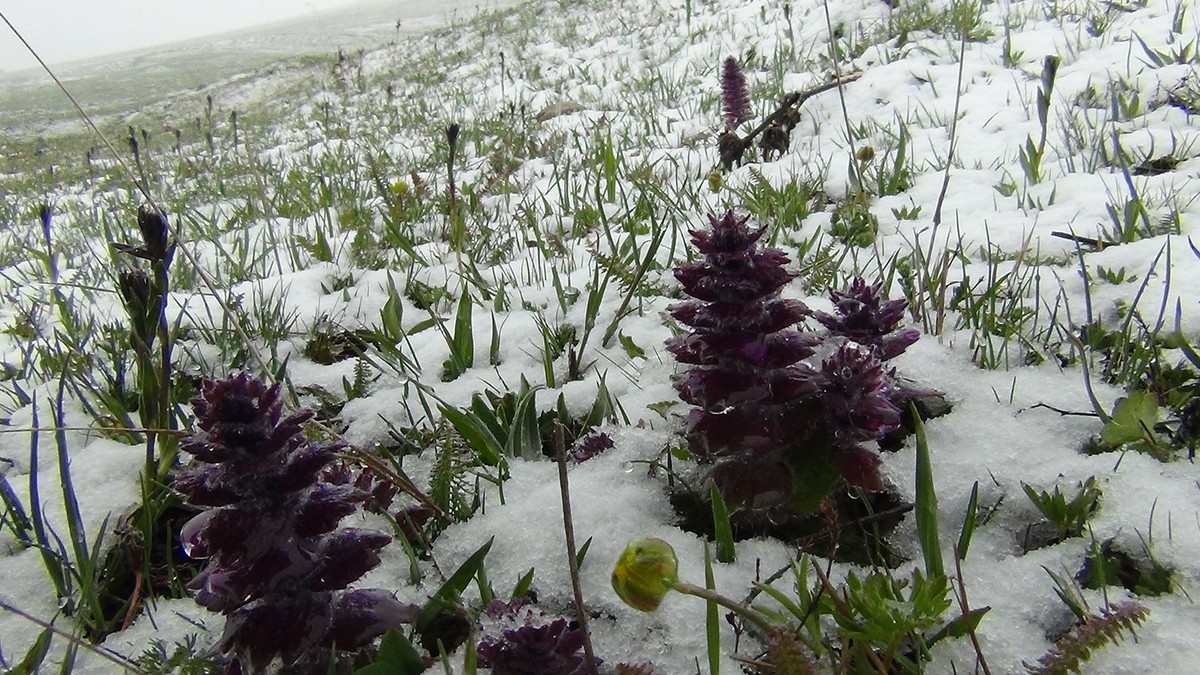 Kars'ta mayıs ayında lapa lapa kar şaşırttı