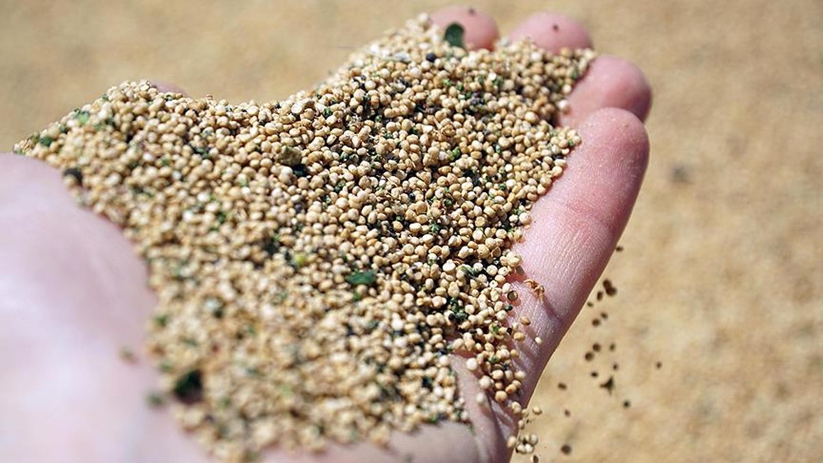 Bulgur ve Pirinçten Daha mı Faydalı? Mutlaka Tüketmeniz Gereken Besin