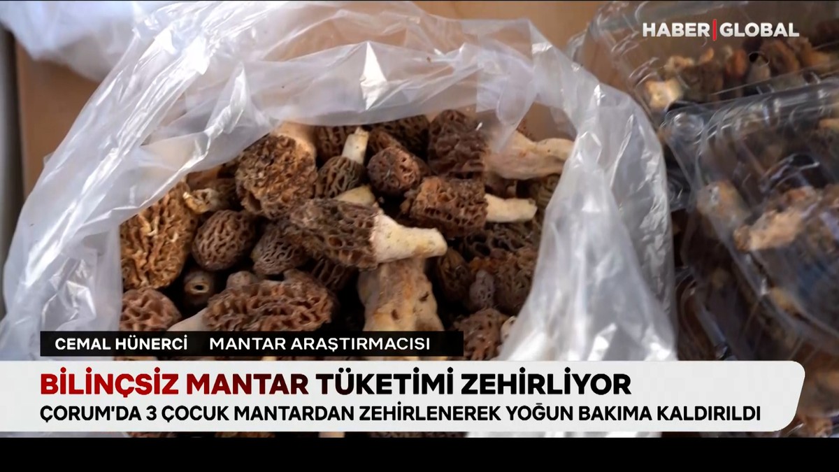 Bilinçsiz mantar tüketimi zehirliyor: Peki zehirli mantarlar nasıl anlaşılır?