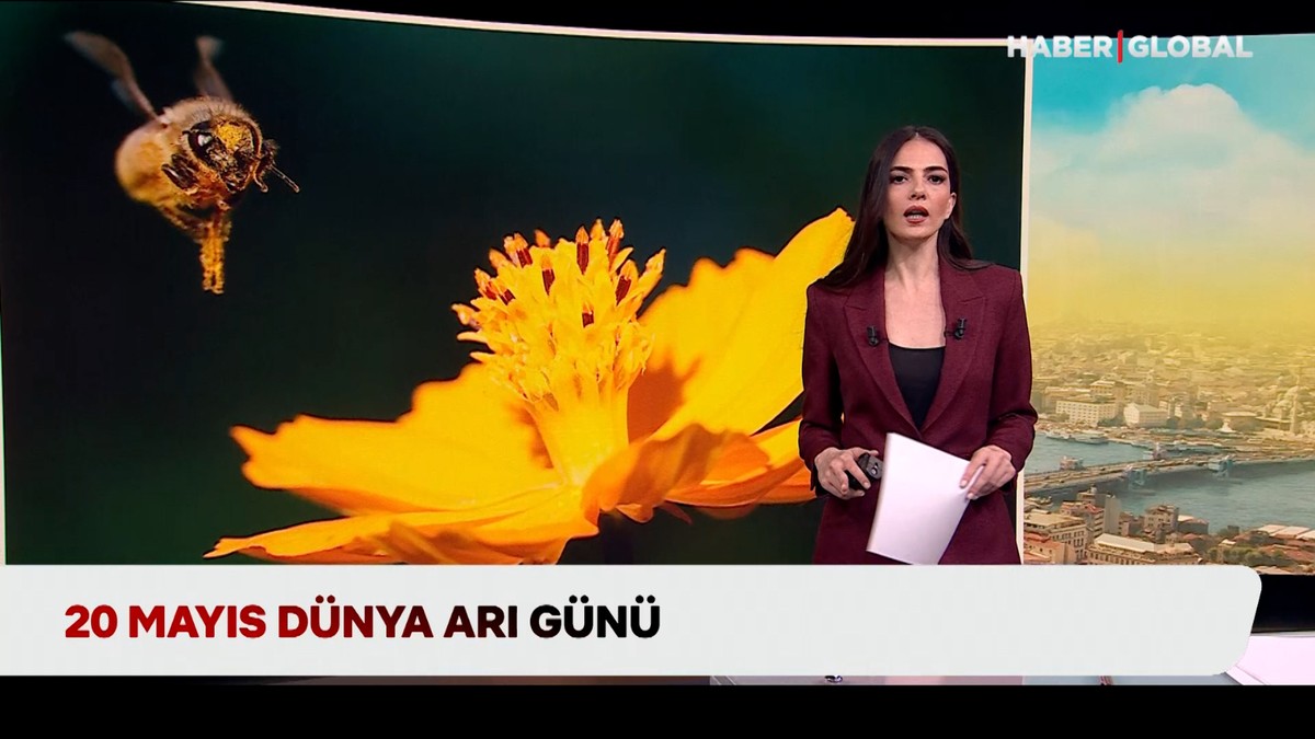 Bugün dünya arı günü, arıcılar bal sezonuna hazırlanıyor