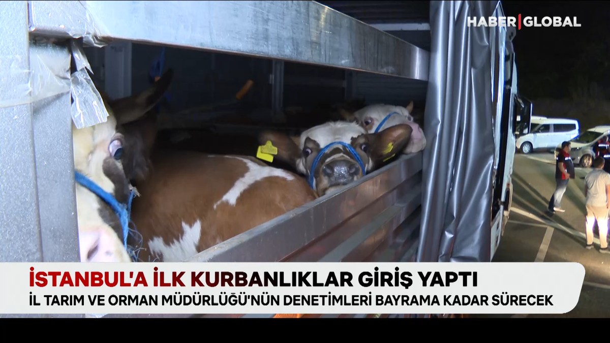 İstanbul’a ilk kurbanlıklar giriş yaptı