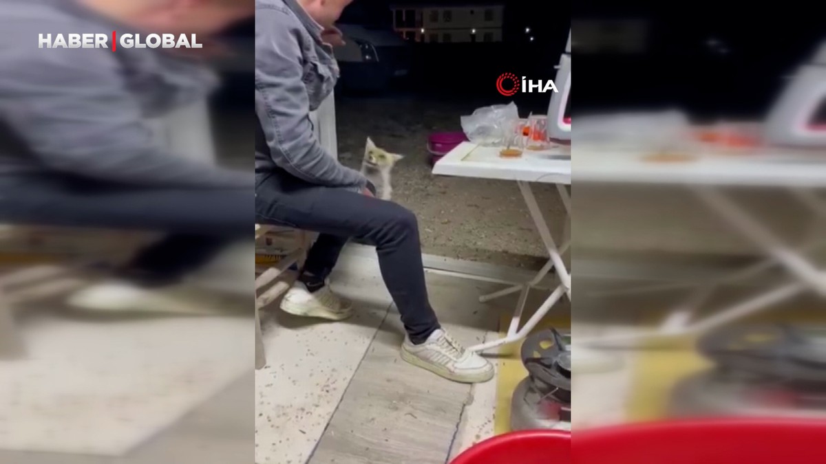 Aç tilki köye indi, kedi gibi insanların elinden yiyecek yedi