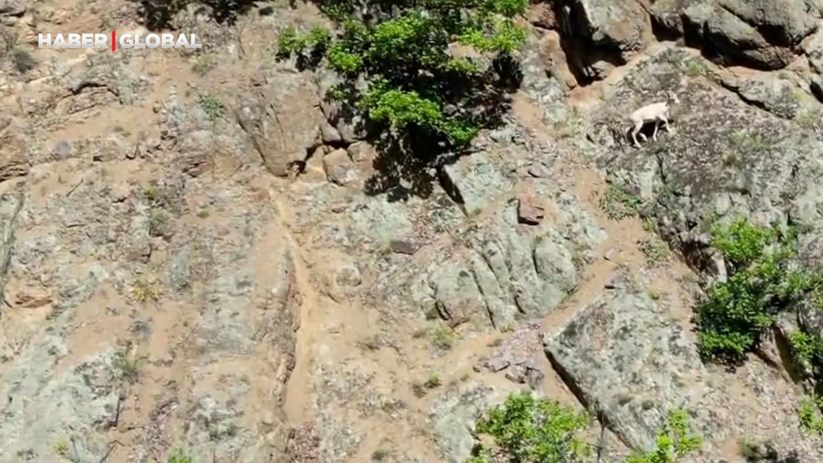 Nadir rastlanılan beyaz dağ keçisi Artvin'de ortaya çıktı