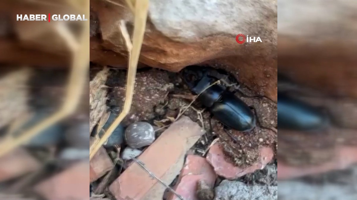 Nesli tükenme tehlikesi altında bulunan böcek türü geyik böceği böyle görüntülendi