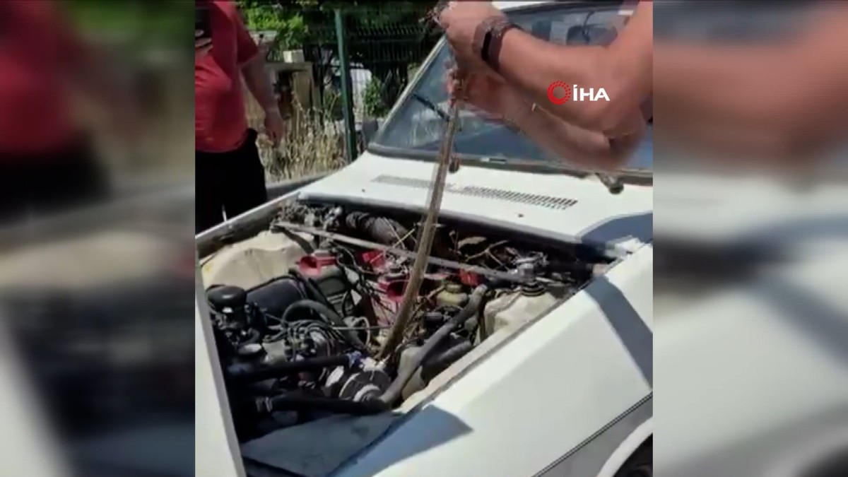 Aracın motoruna giren yılanı elindeki sopayla çıkardı