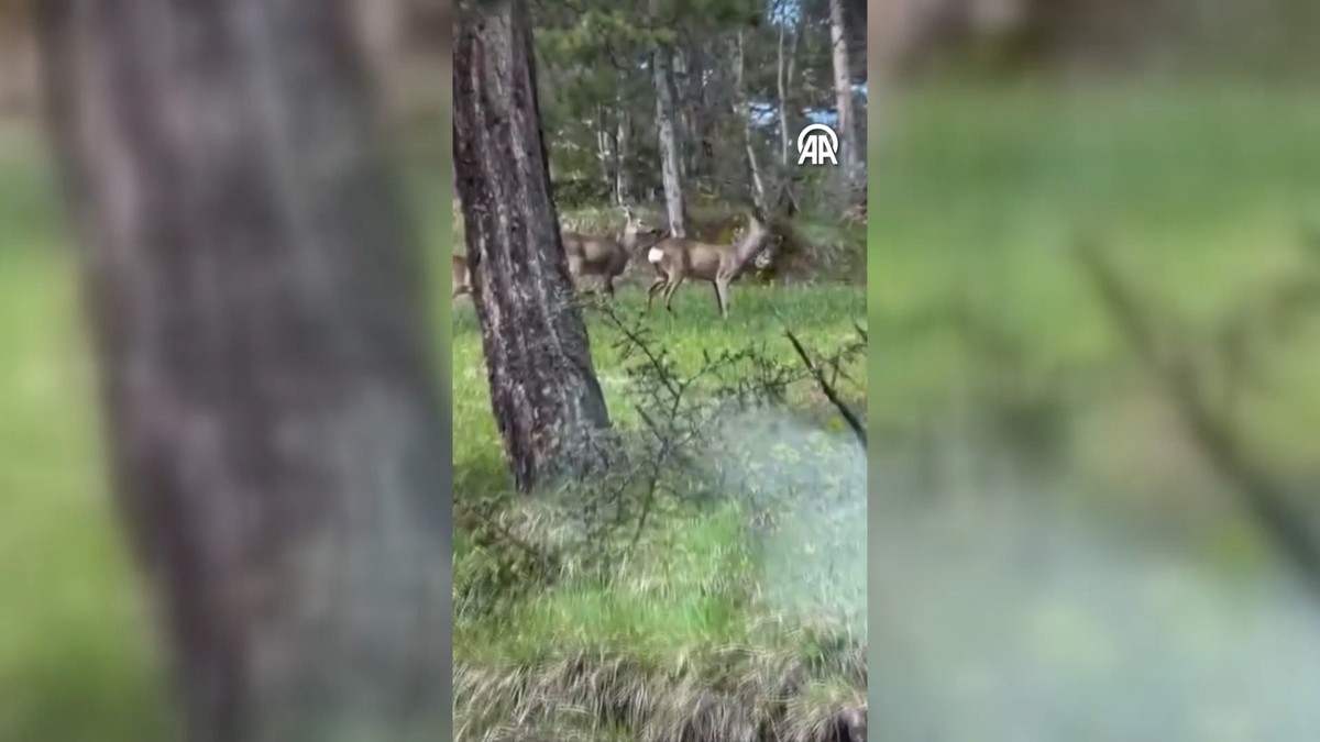 Karabük'te karacalar, yaban domuzları ve tilki kamerada