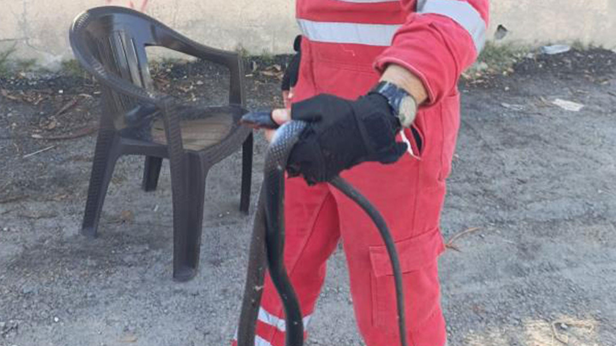 Evde yılan paniği
