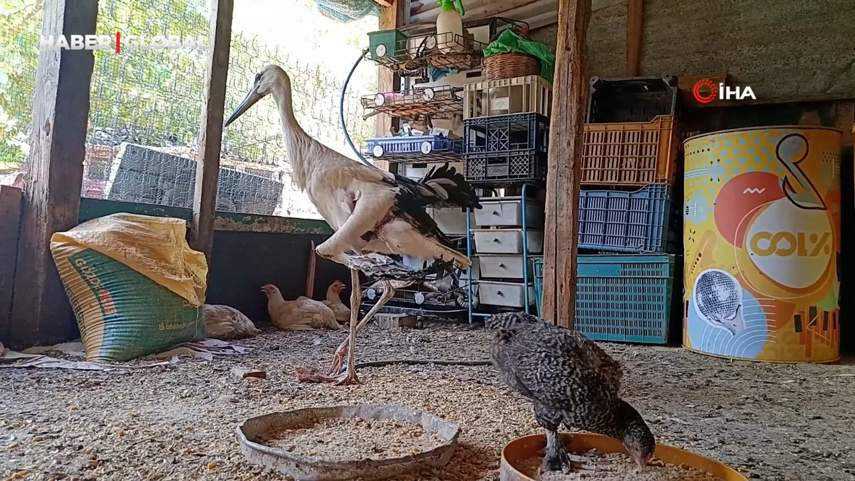 Yuvadan düşüp kanadı kırılan leyleğe sahip çıktı