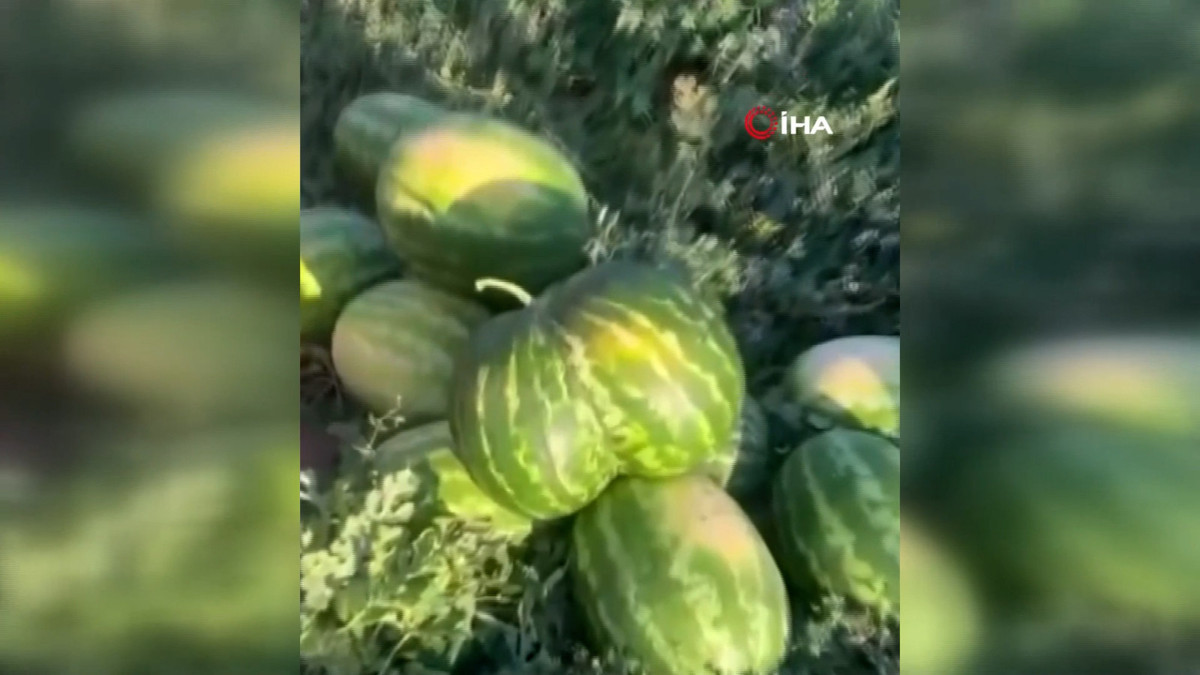 Bilecik'te şaşırtan hasat!