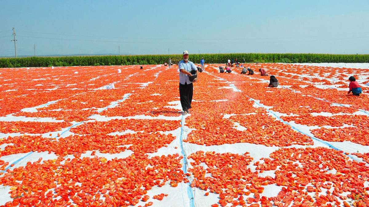 Manisa'da kurutulup 34 ülkeye ihraç ediliyor; kilosu 120 TL!