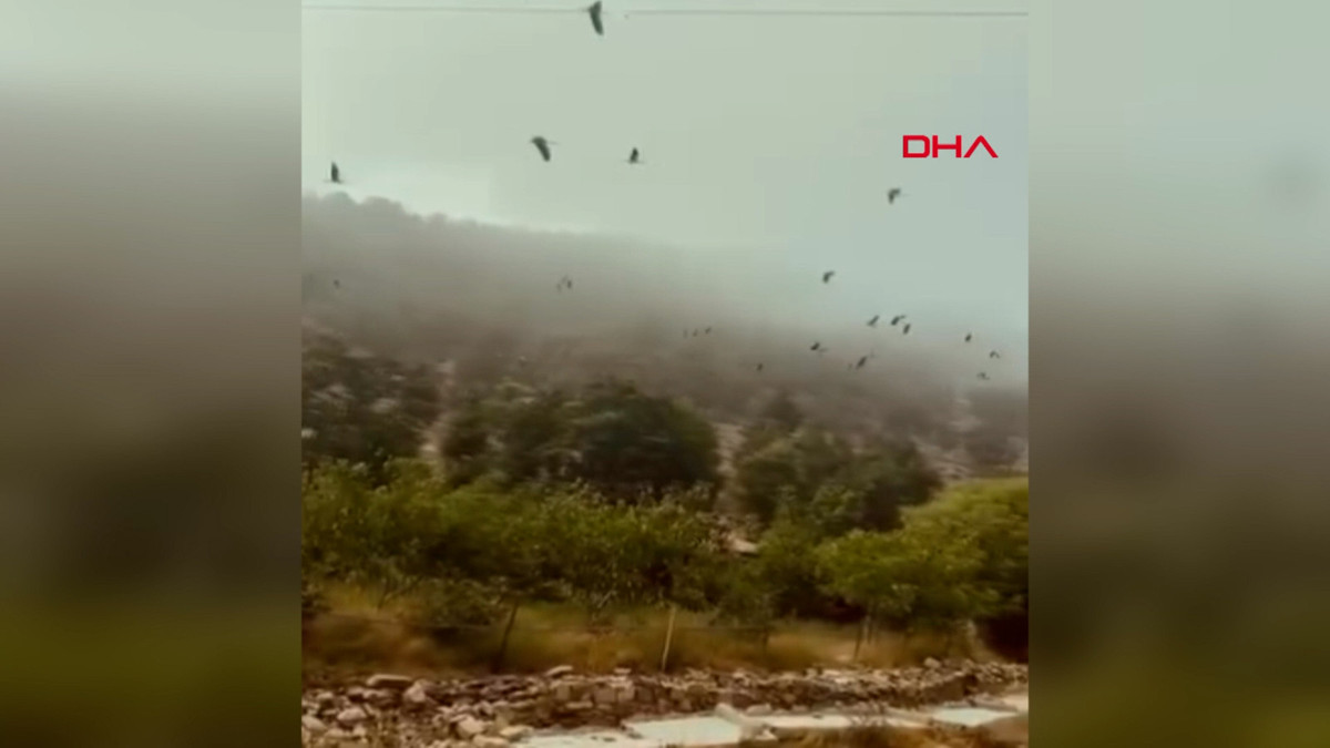 Hatay’da leyleklerin göçü görüntülendi
