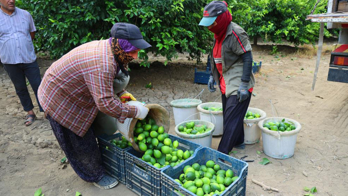 Hasat başladı; limon fiyatları düşecek