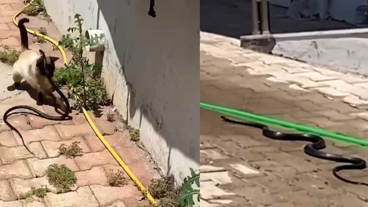 Bu kentimizi yılanlar bastı... Her yerden çıkıyor!
