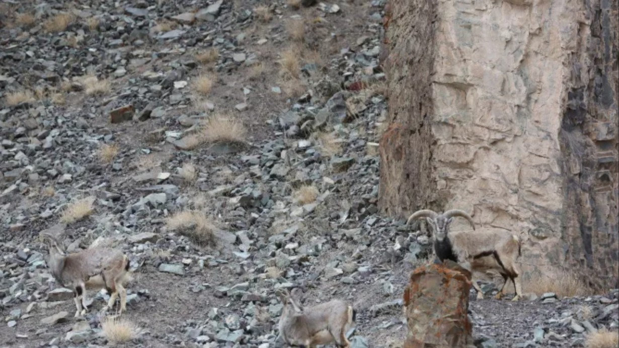 Zekanızı kanıtlamak ister misiniz? Bu resimdeki gizli kar leoparını sadece gerçek bir dahi 7 saniyede bulabilir