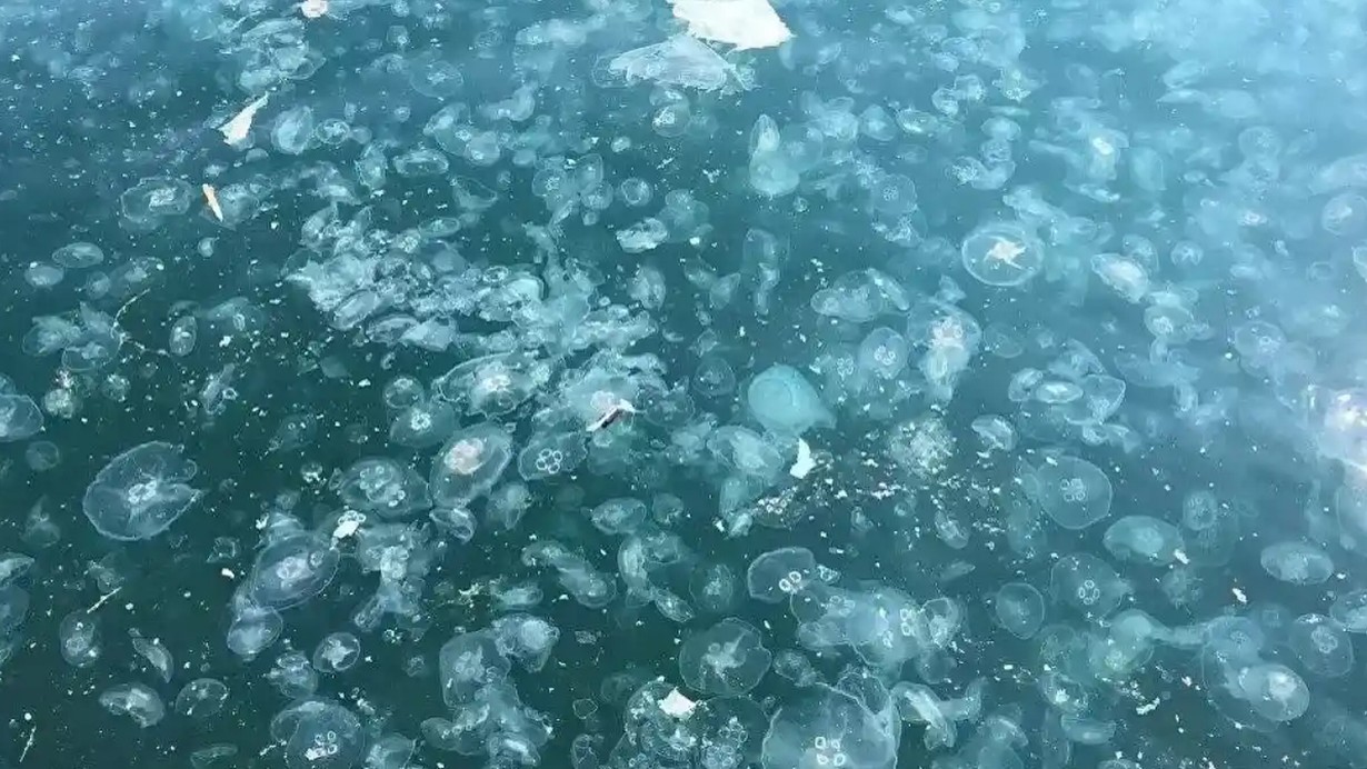 Marmara'da denizanası tehlikesi