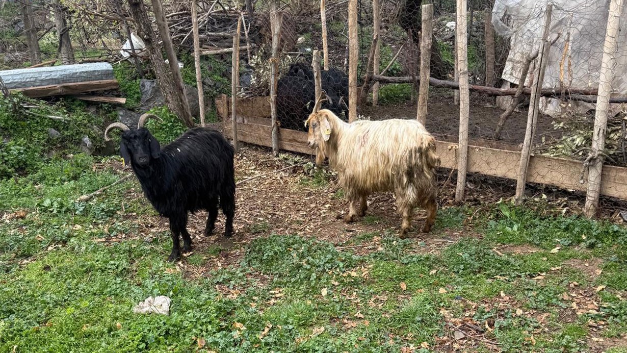 Sokak köpekleri saldırdı; 18 keçi öldü