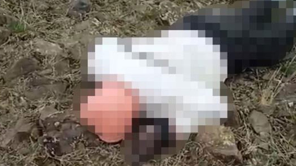 Van'da korkunç görüntü! Çobanlar dehşeti gördü