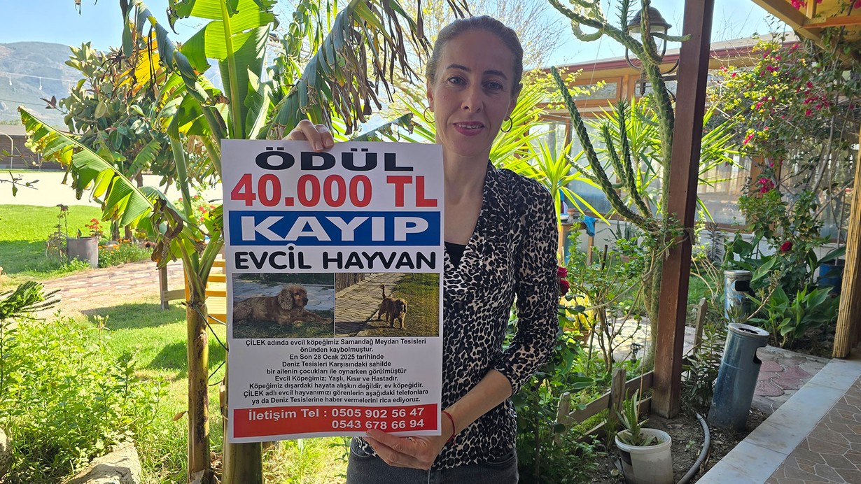 Kayıp köpek Çilek'i bulana 40 bin lira ödül verilecek