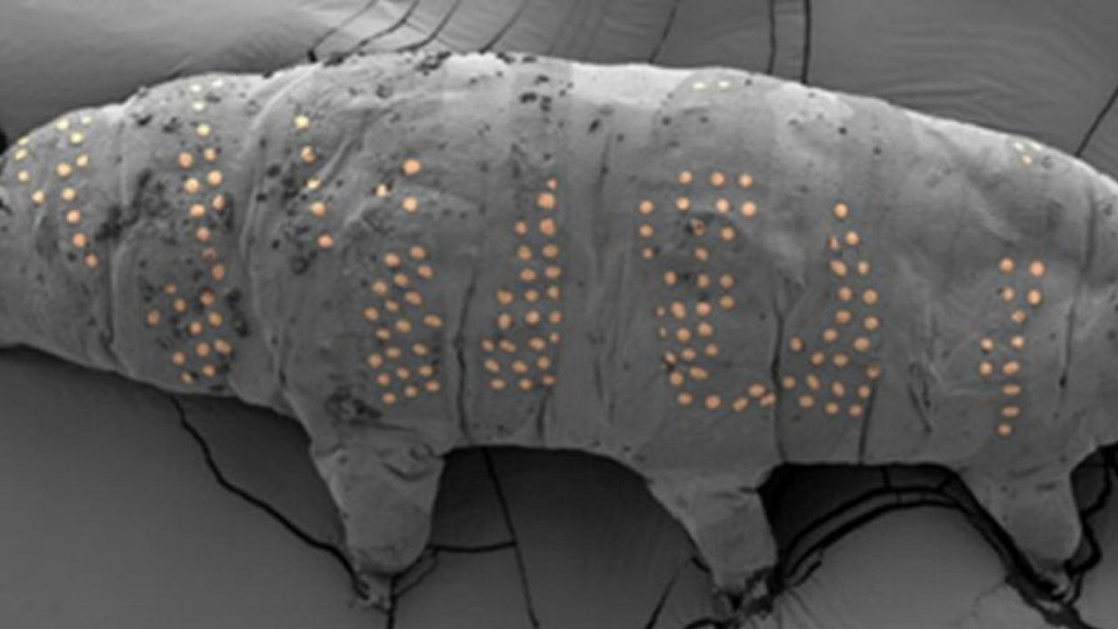 Nanoteknolojide yeni bir dönem: Bilim insanları Tardigradlara 'dövme' yaptı