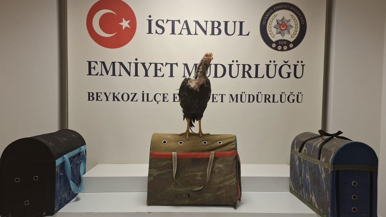 Metruk binaya horoz dövüşü baskını! 21 kişiye 194 bin lira ceza uygulandı