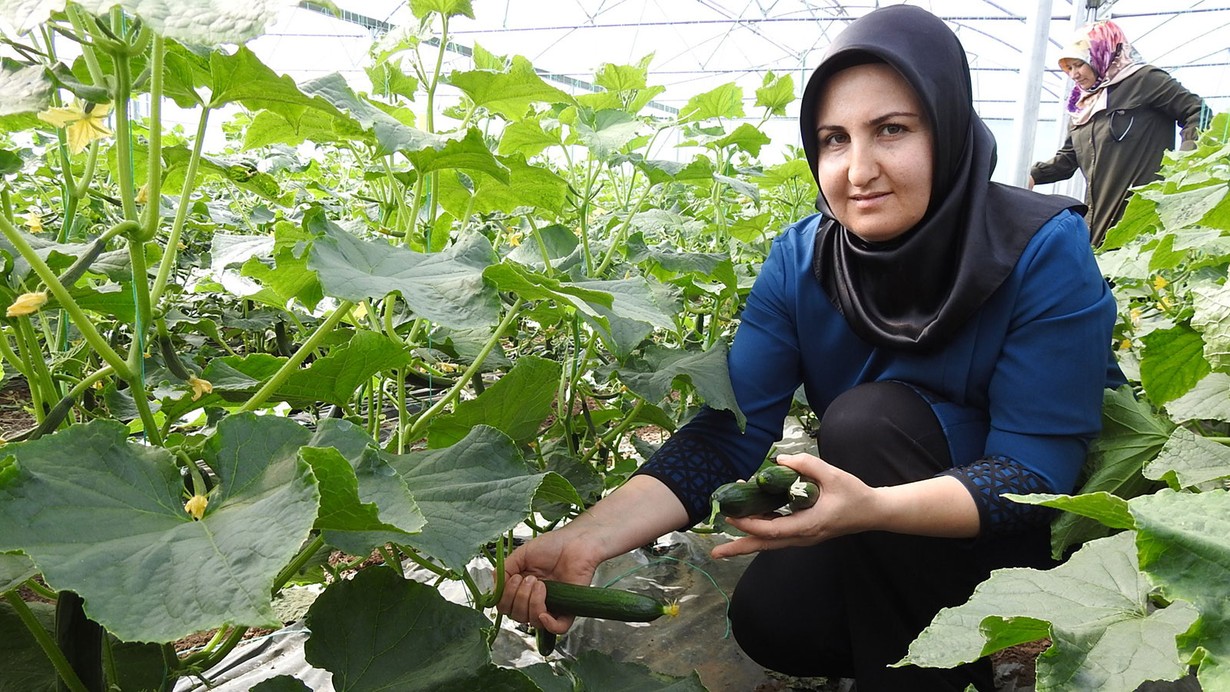 Seracı kadınlar günlük 500 kilo ürün alıyor