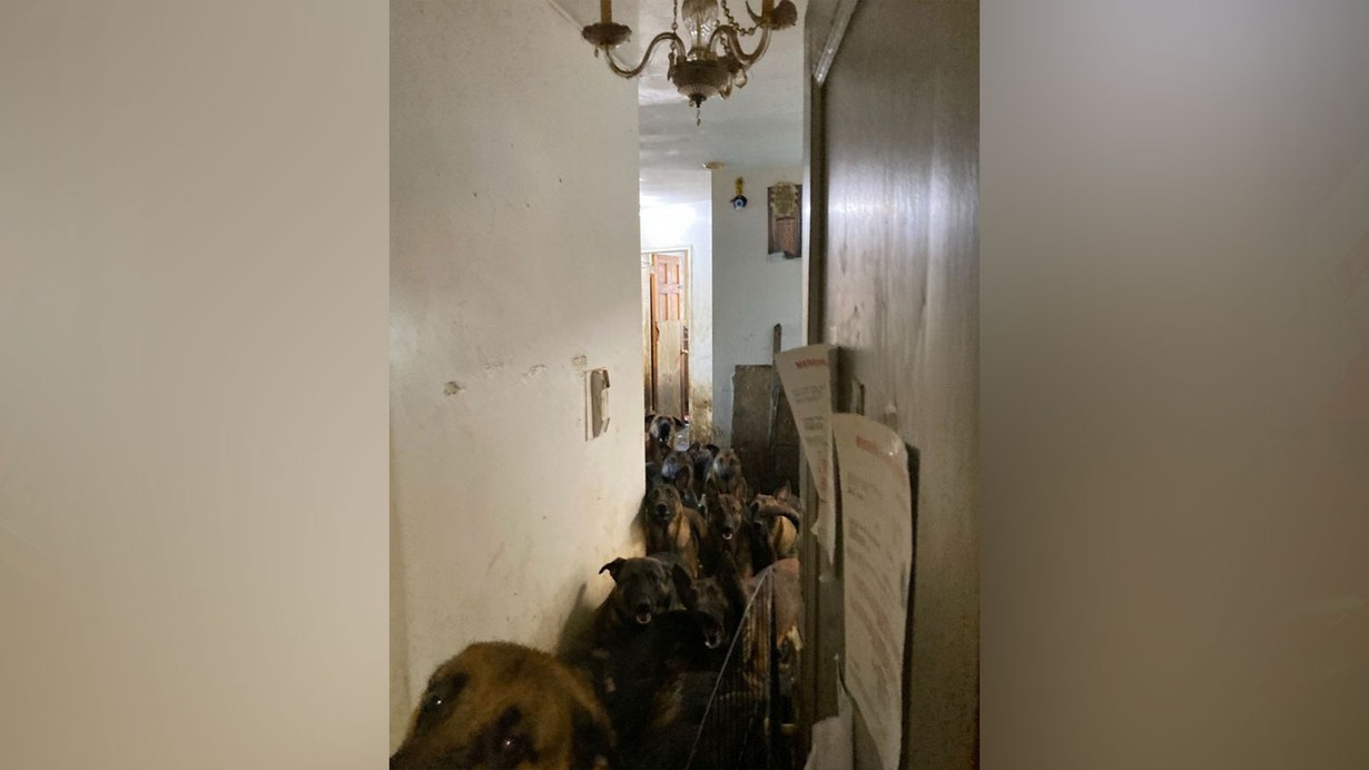 Tahliye edilen bir apartman dairesinden tam 48 köpek çıktı!