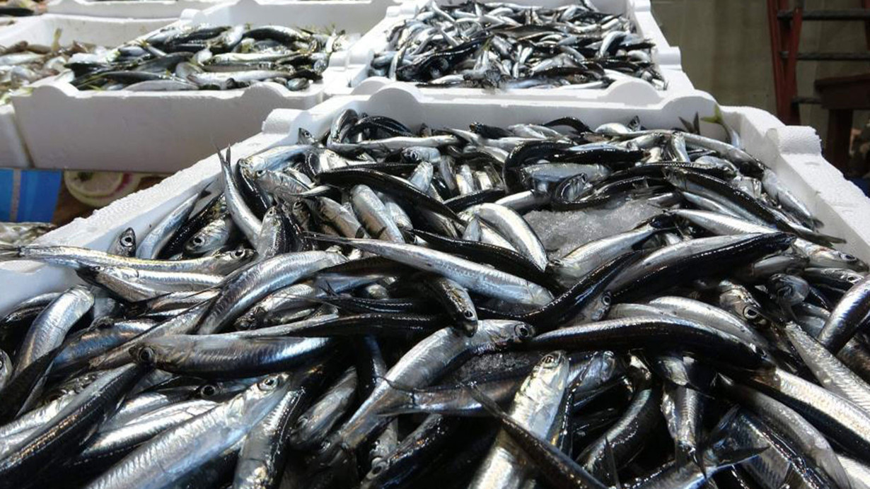 Karadeniz'de balık stokları azalıyor