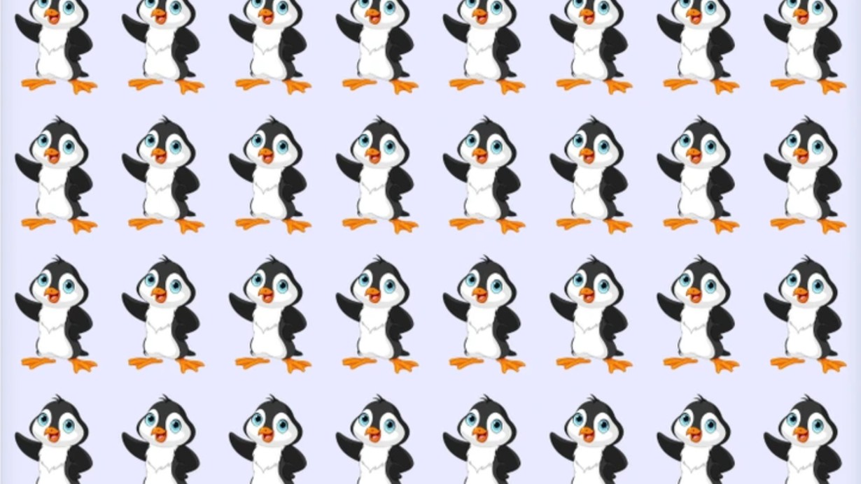 Bakıcısı bile bir türlü ayırt edemedi! Resimdeki farklı pengueni sadece gerçek dahiler 6 saniyede buluyor