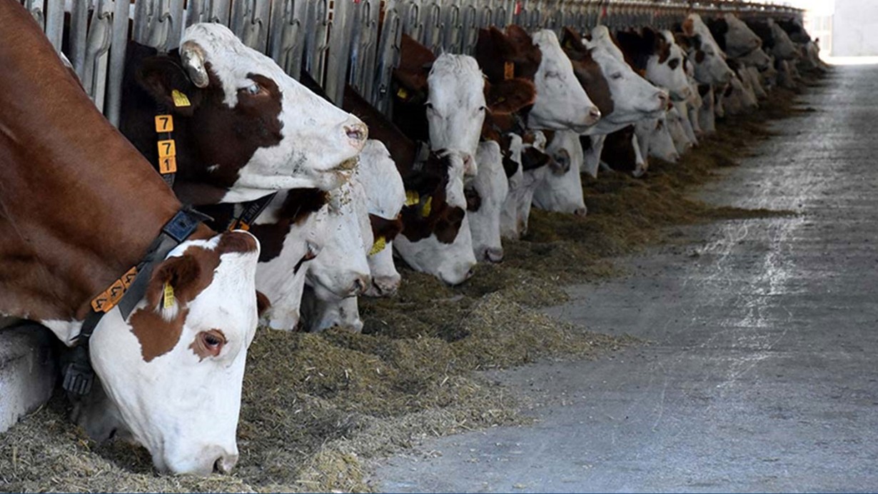 Bayram dolayısıyla 3 milyonun üzerinde kurbanlık satıldı