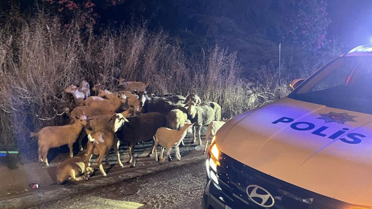 Çorlu’da çiftlikten kaçan 20 keçiyi polis buldu