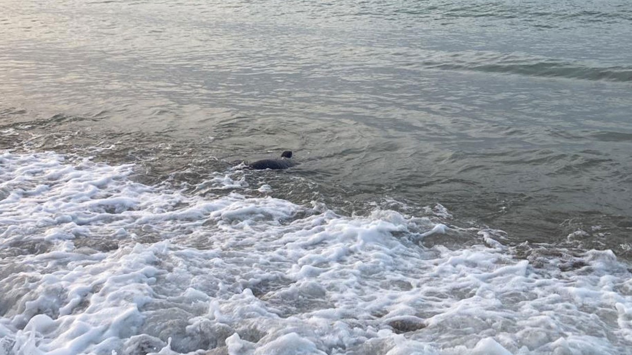 Deniz sezonuyla birlikte köpekbalığı tedirginliği de başladı