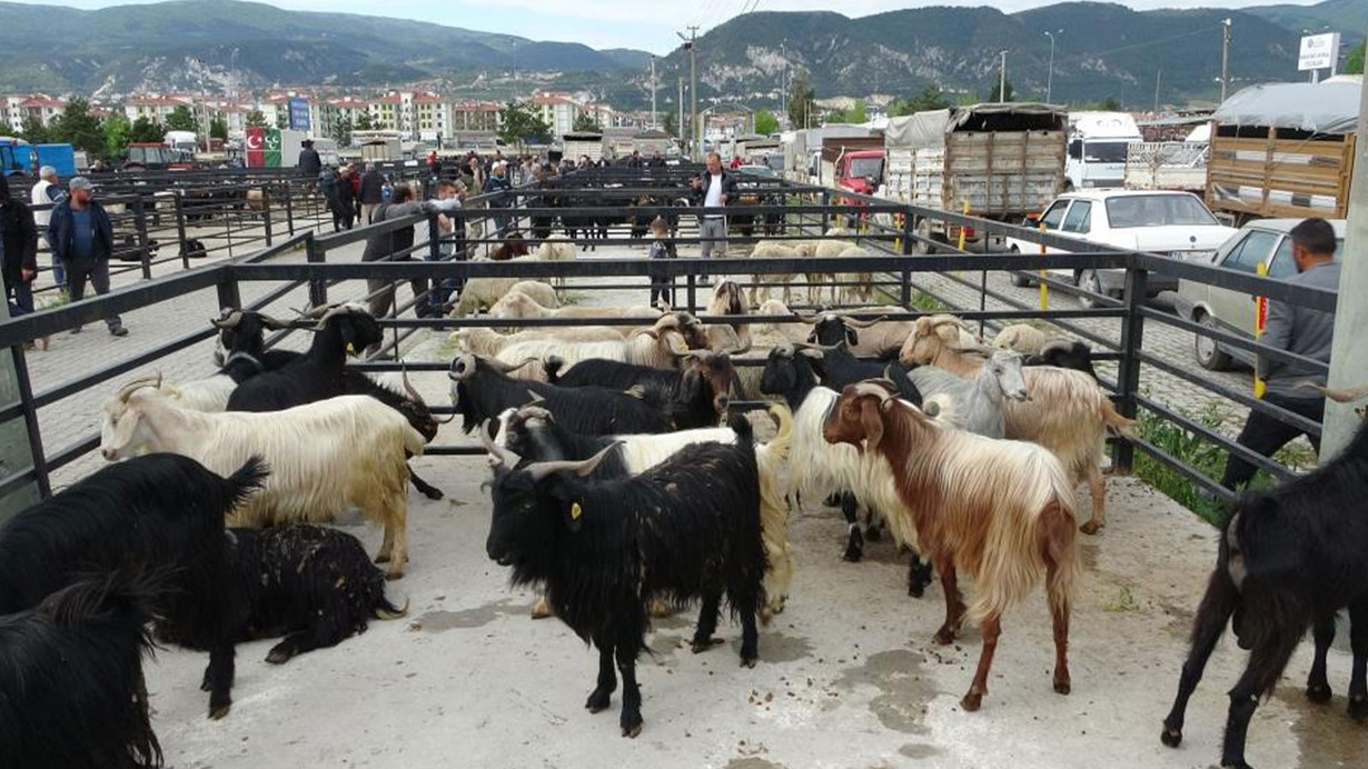 Kentte canlı hayvan pazarı geçici olarak kapatıldı