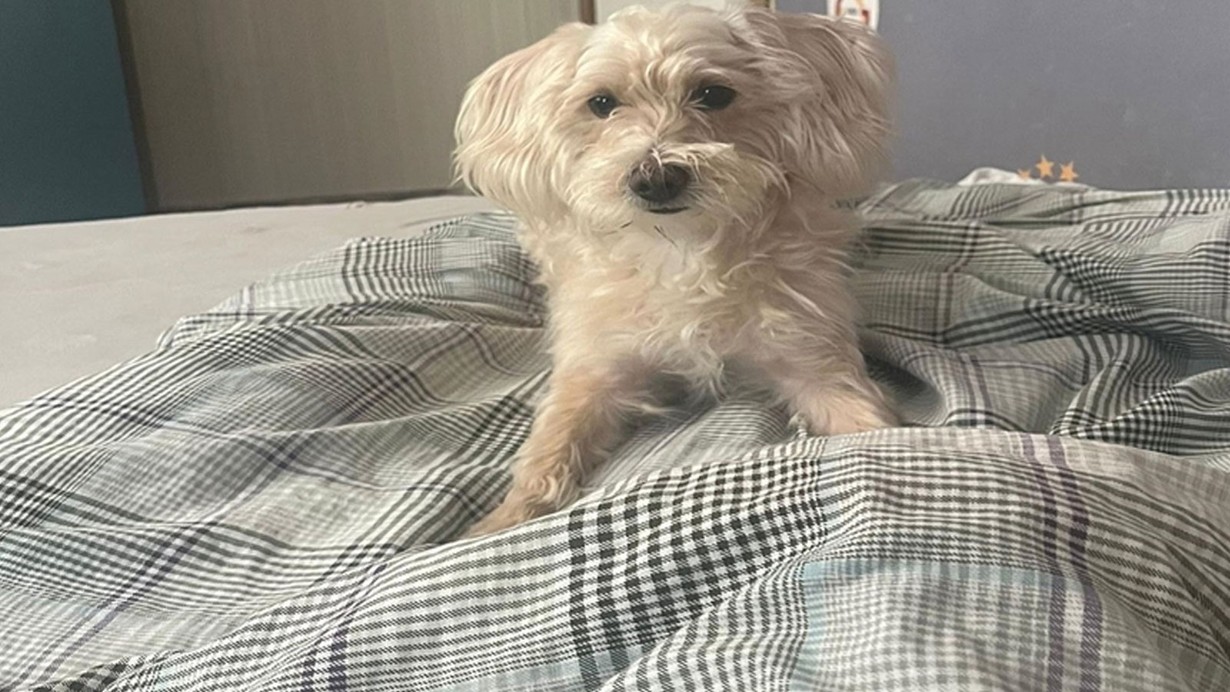 Köpek otelinden kaçan Tarçın, çevre yolunda ölü bulundu