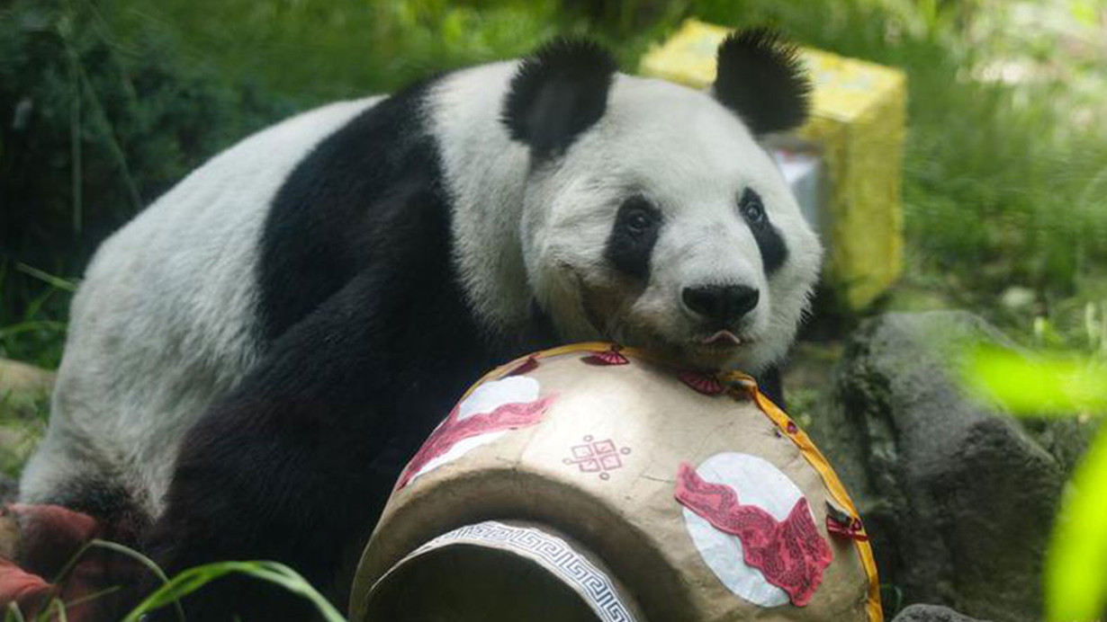 Meksika'da yaşayan dev panda Xin Xin, 35 yaşına girdi