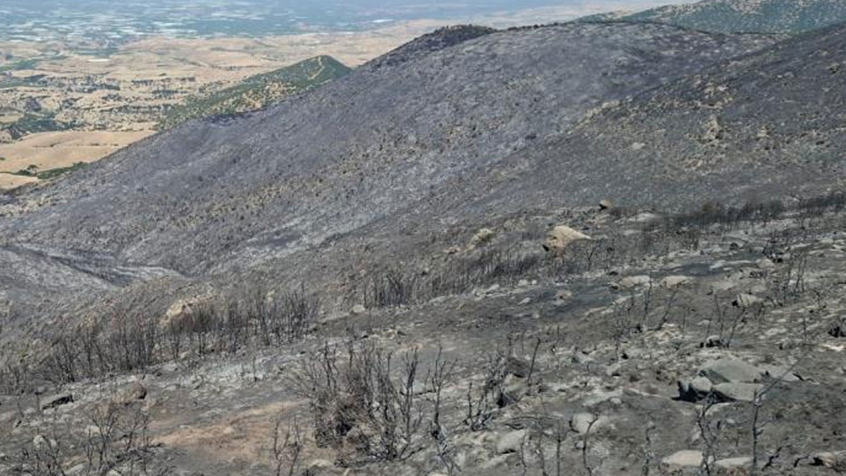 Manisa'daki orman yangınından geriye küle dönen evler ve tarlalar kaldı