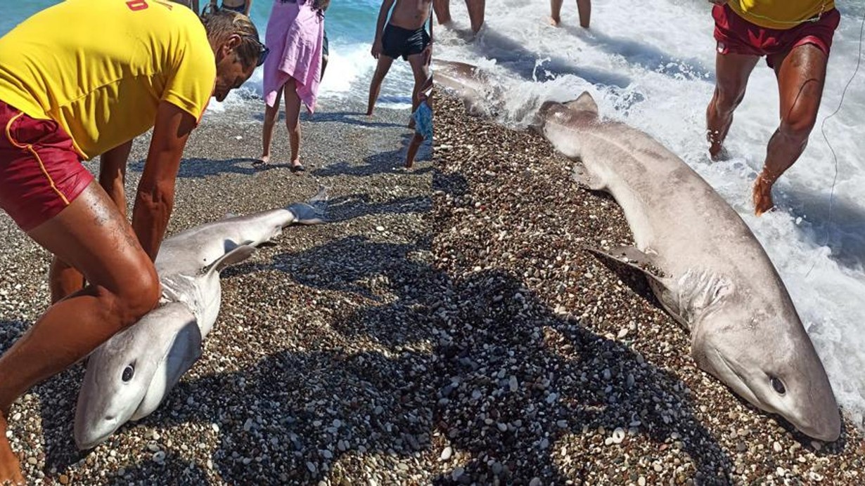 Antalya'da sahile vuran köpek balığı ile ilgili şok iddia!