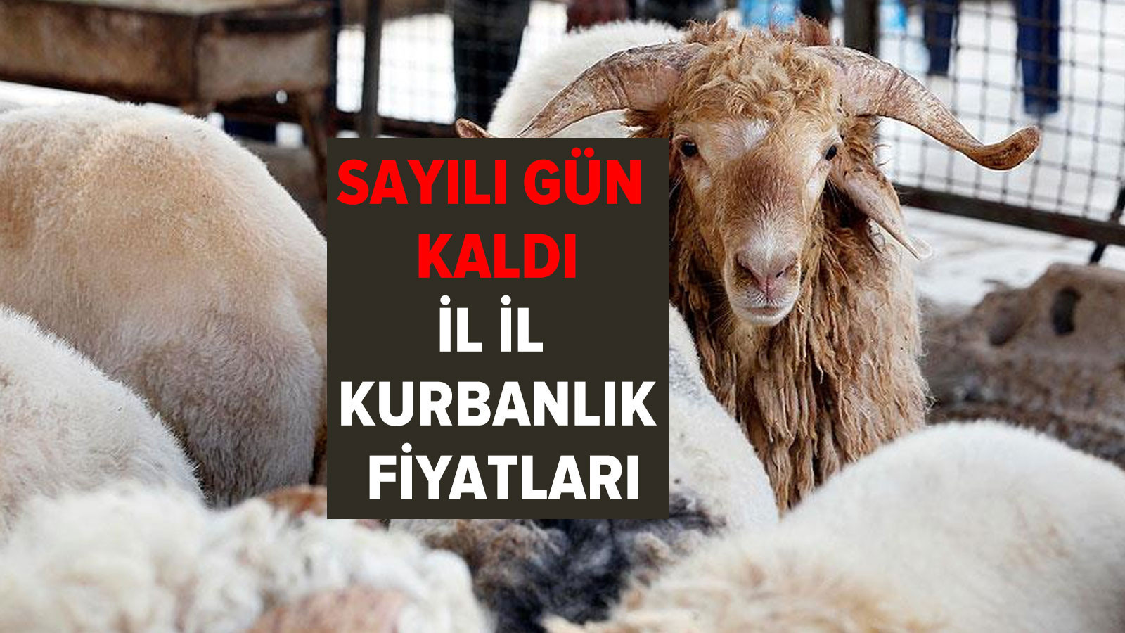 Kurban Bayramı�na sayılı günler kaldı! İşte il il büyükbaş ve küçükbaş
