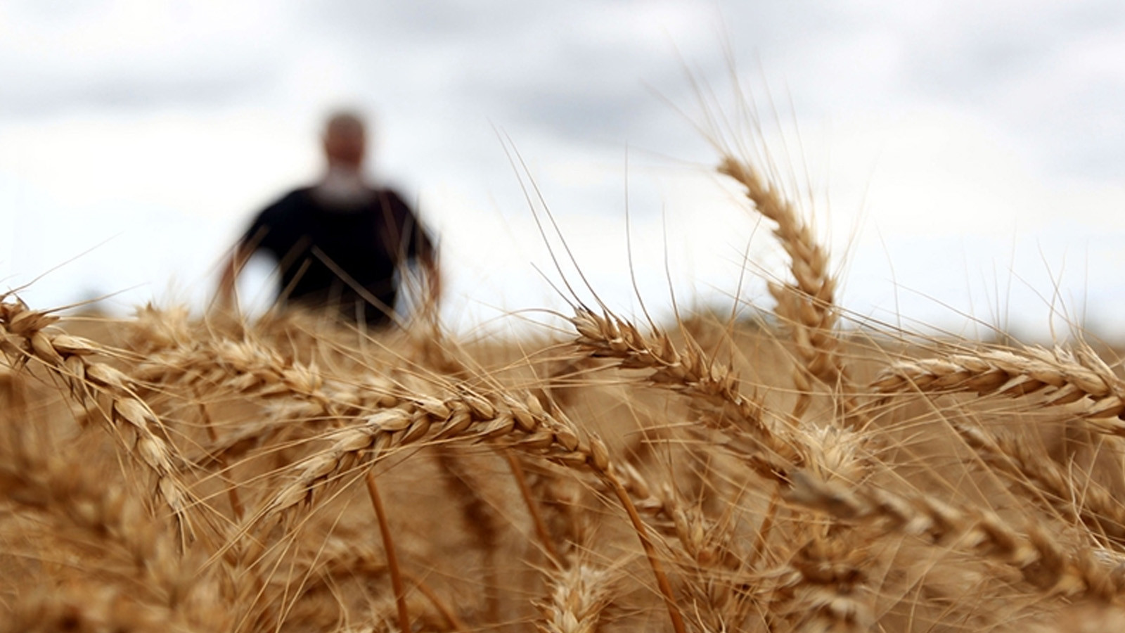 Tarım ve Orman Bakanlığından &quot;Hindistan�dan buğday ithal edildiği