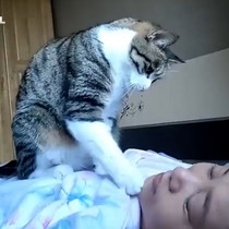 Sahibini uyandırmak isteyen kedi güldürdü